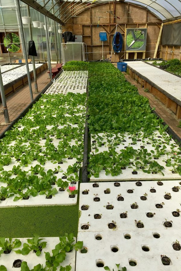 What Are the Best Methods for Integrating Aquaponics Systems in Home Gardening?